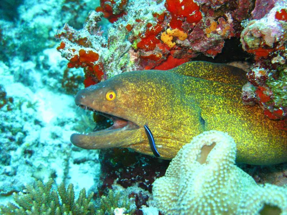 Elite Beach Inn Hulhumalé Eksteriør bilde